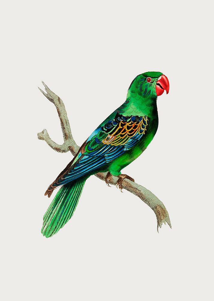 Great Billed Parrot art print by George Shaw for $57.95 CAD
