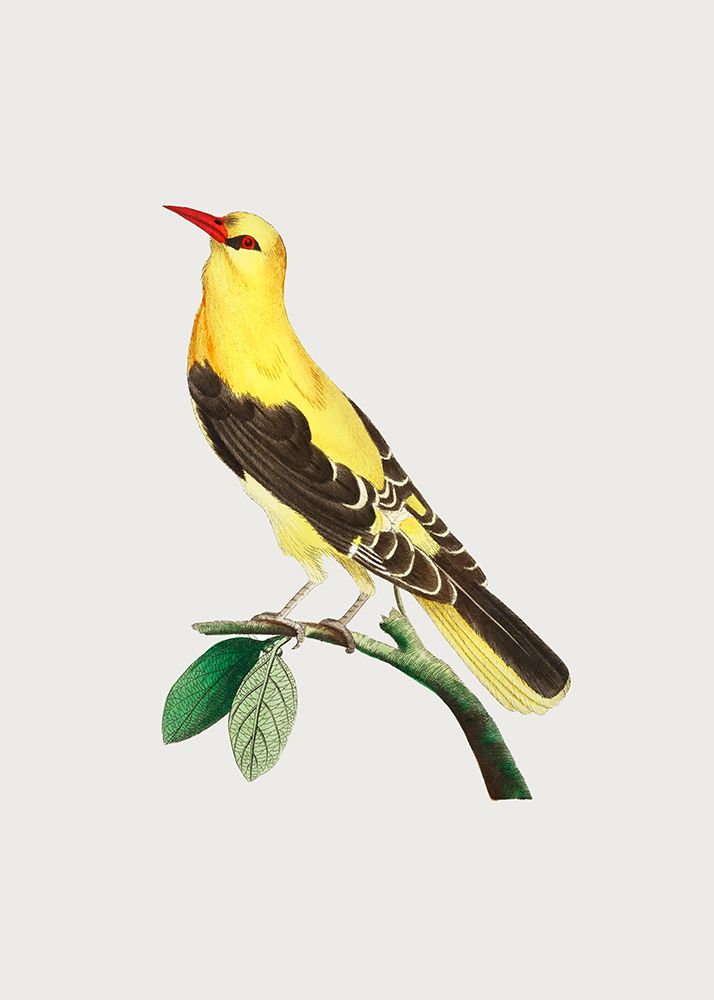 Golden Oriole art print by George Shaw for $57.95 CAD