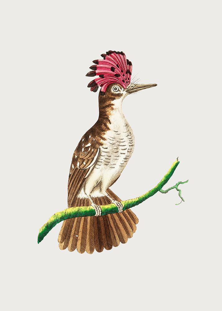 Crested Tody art print by George Shaw for $57.95 CAD