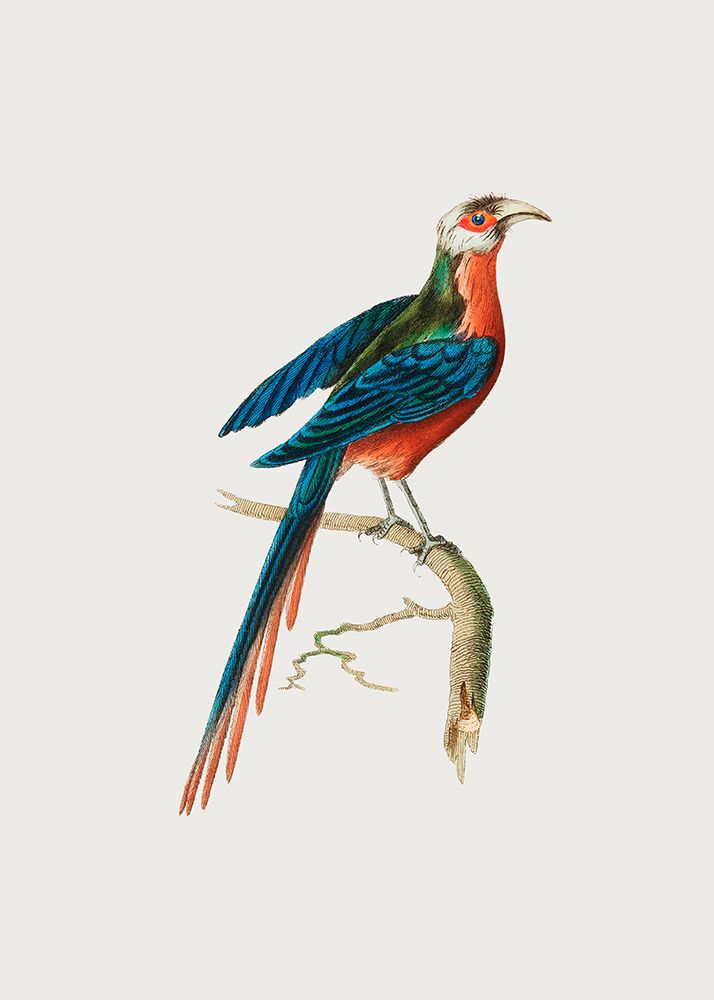 Curve Billed Cuckoo art print by George Shaw for $57.95 CAD