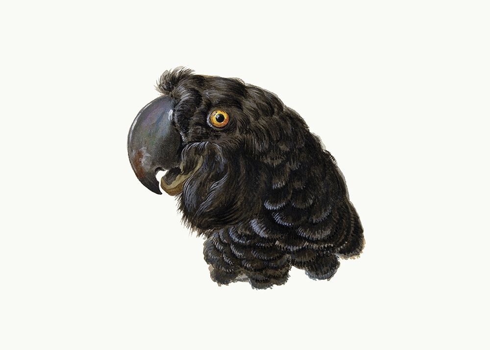 Cockatoo art print by Aert Schouman for $57.95 CAD