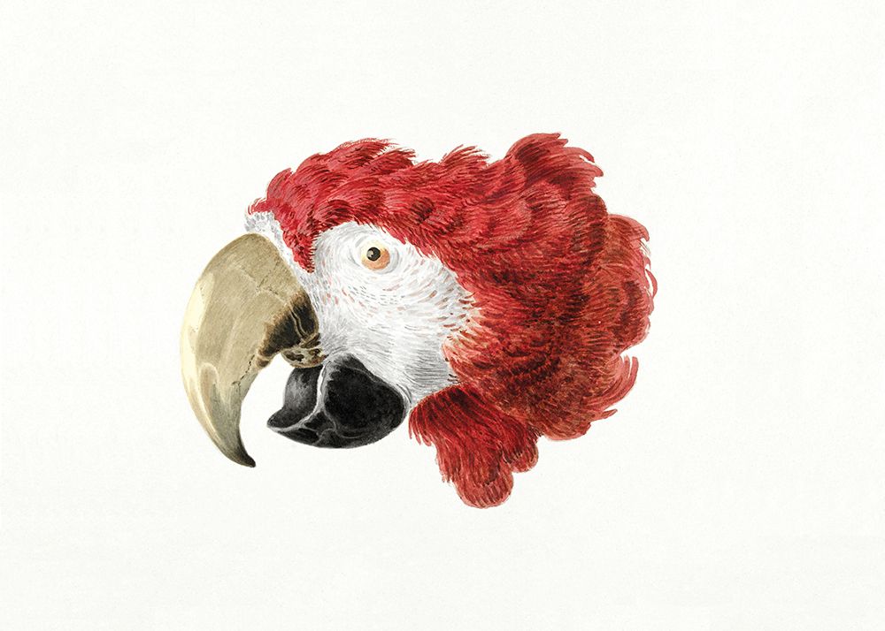 Macaw art print by Aert Schouman for $57.95 CAD