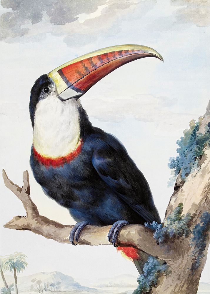 Red Billed Toucan art print by Aert Schouman for $57.95 CAD