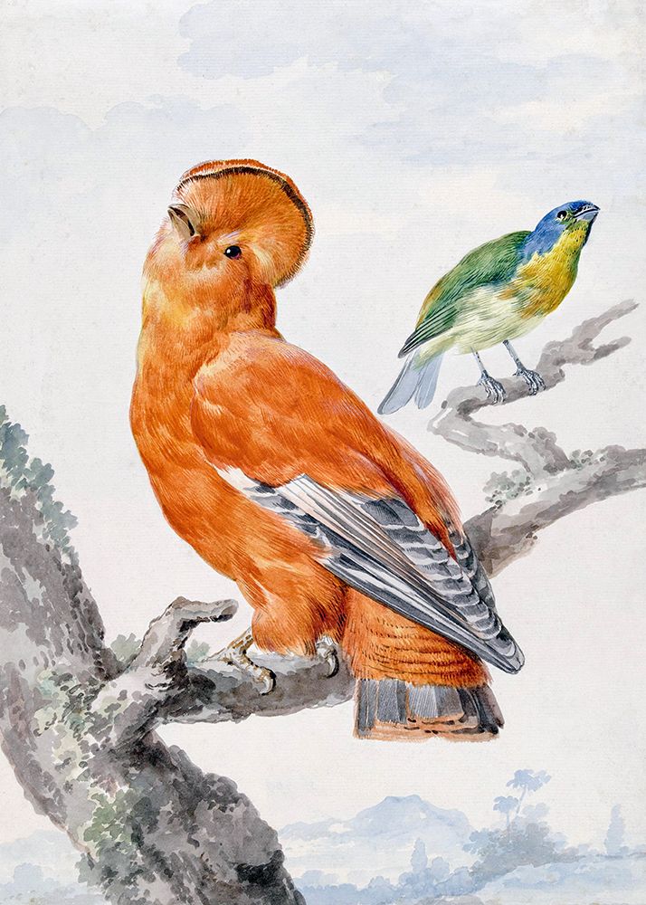 Two Exotic Birds art print by Aert Schouman for $57.95 CAD