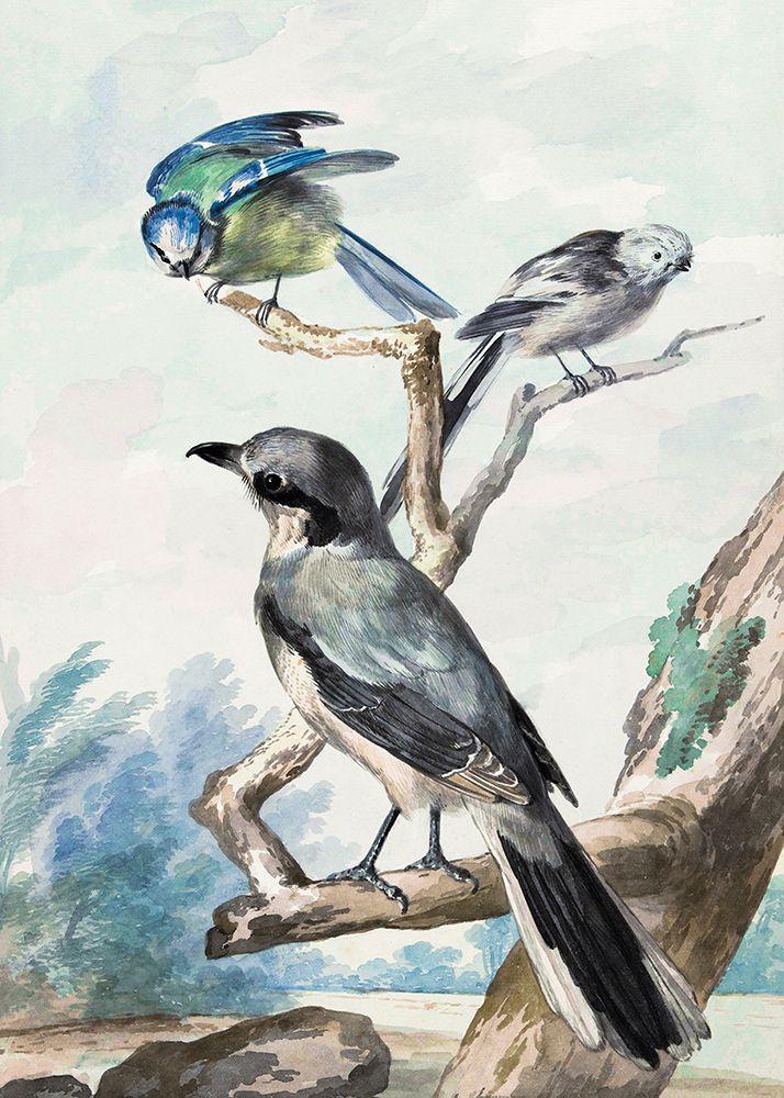 Three Birds art print by Aert Schouman for $57.95 CAD