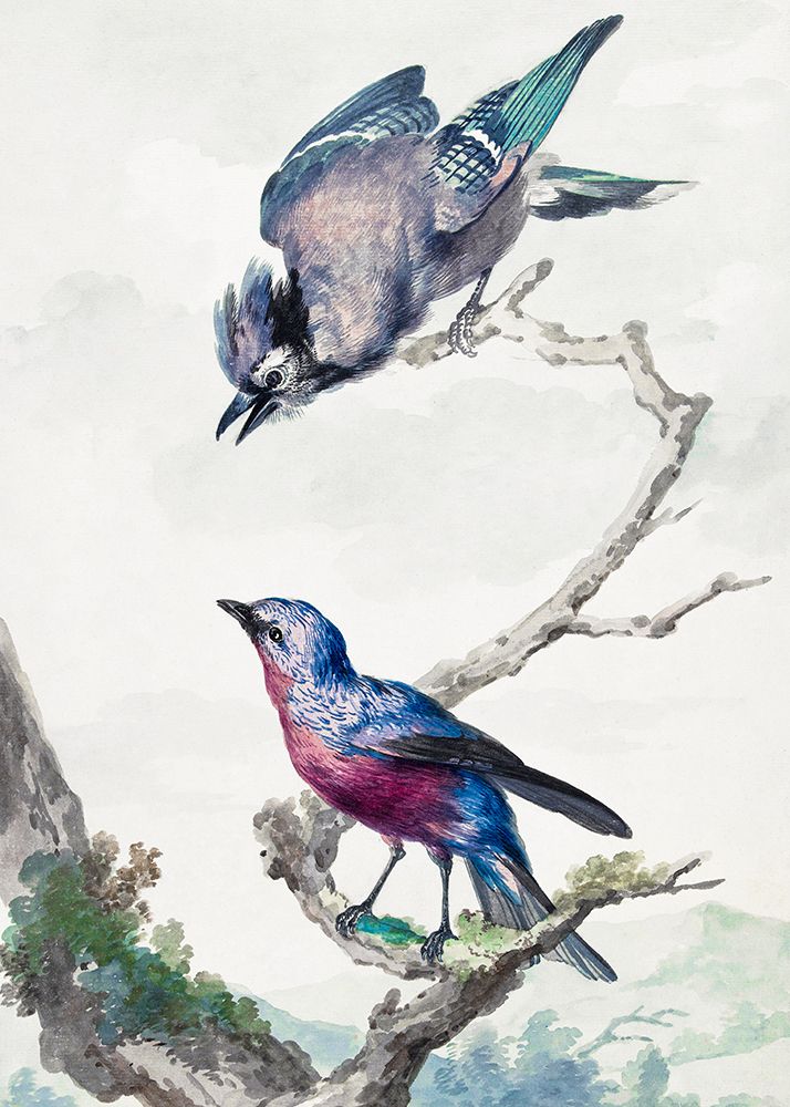 Two Birds  a Blue Jay and a Purple Breasted Cotinga art print by Aert Schouman for $57.95 CAD