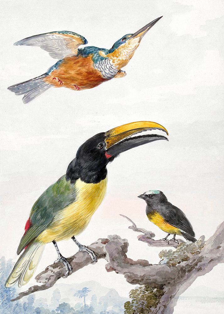 Three Birds  a Kingfisher art print by Aert Schouman for $57.95 CAD
