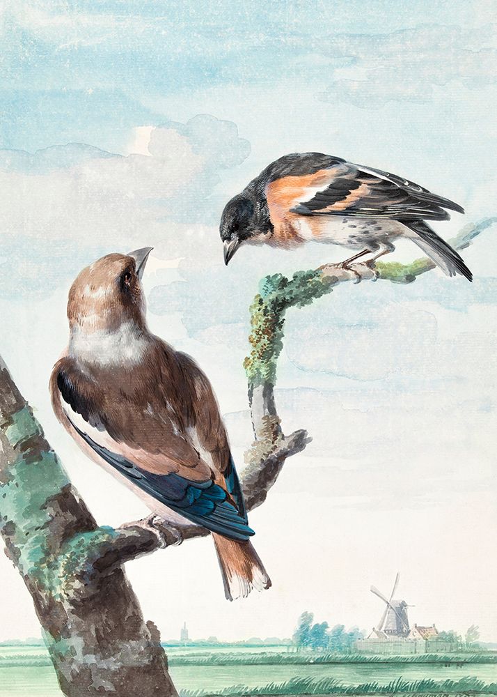 Two Birds  Hawfinch art print by Aert Schouman for $57.95 CAD
