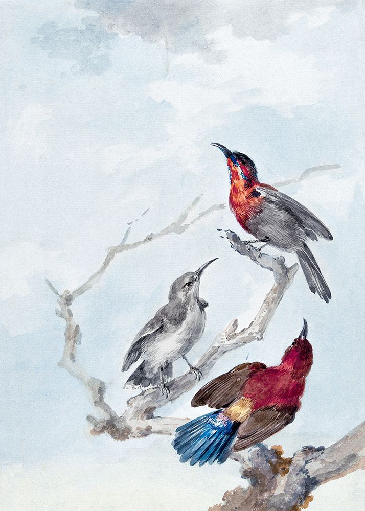 Three Crimson Sunbirds art print by Aert Schouman for $57.95 CAD