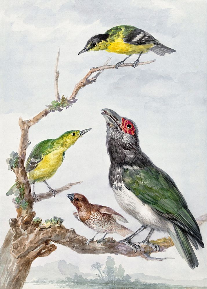 Four Different Birds On a Branch art print by Aert Schouman for $57.95 CAD