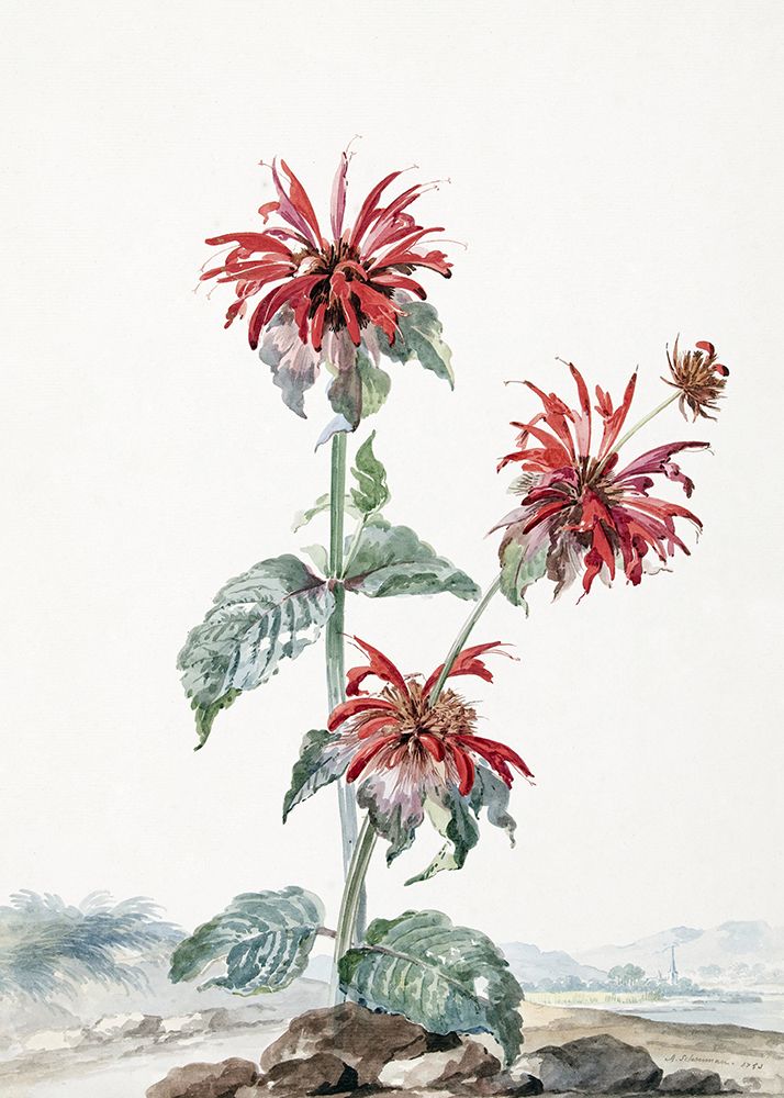 A Red Bergamot In a Landscape art print by Aert Schouman for $57.95 CAD
