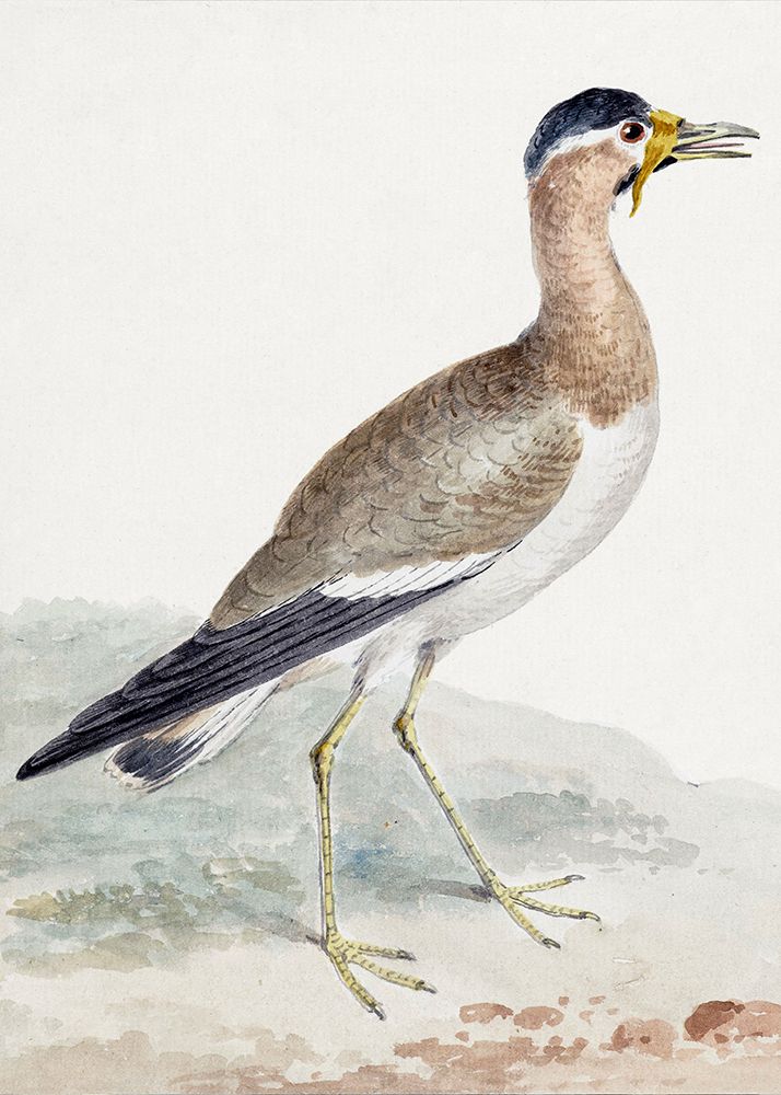 A Yellow Wattled Lapwing art print by Aert Schouman for $57.95 CAD