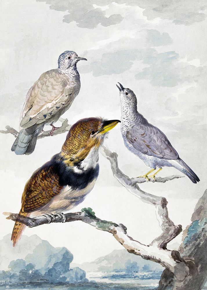 Three Birds art print by Aert Schouman for $57.95 CAD