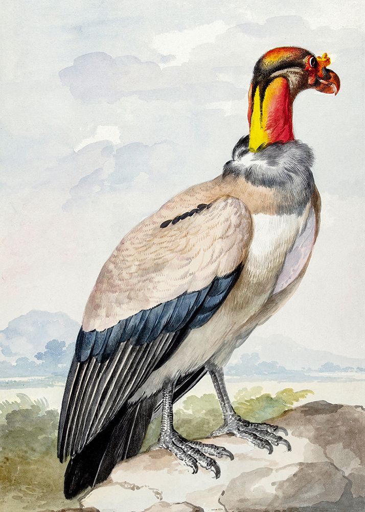 Stone Curlew art print by Aert Schouman for $57.95 CAD
