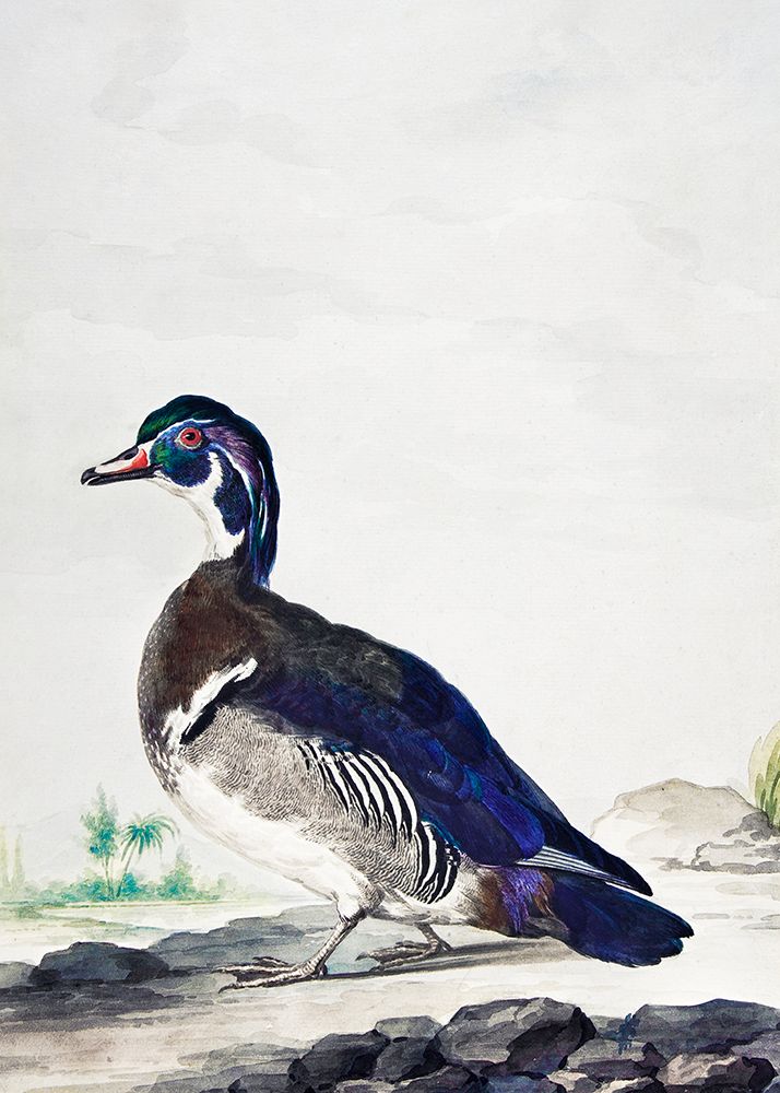 A Duck art print by Aert Schouman for $57.95 CAD