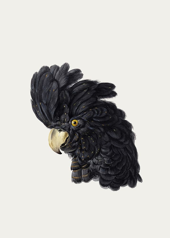 Head of a Cockatoo art print by Aert Schouman for $57.95 CAD