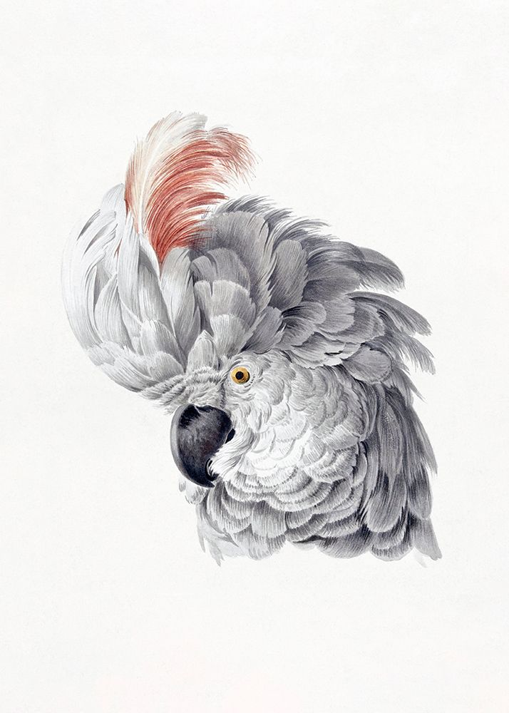 Cockatoo Head art print by Aert Schouman for $57.95 CAD