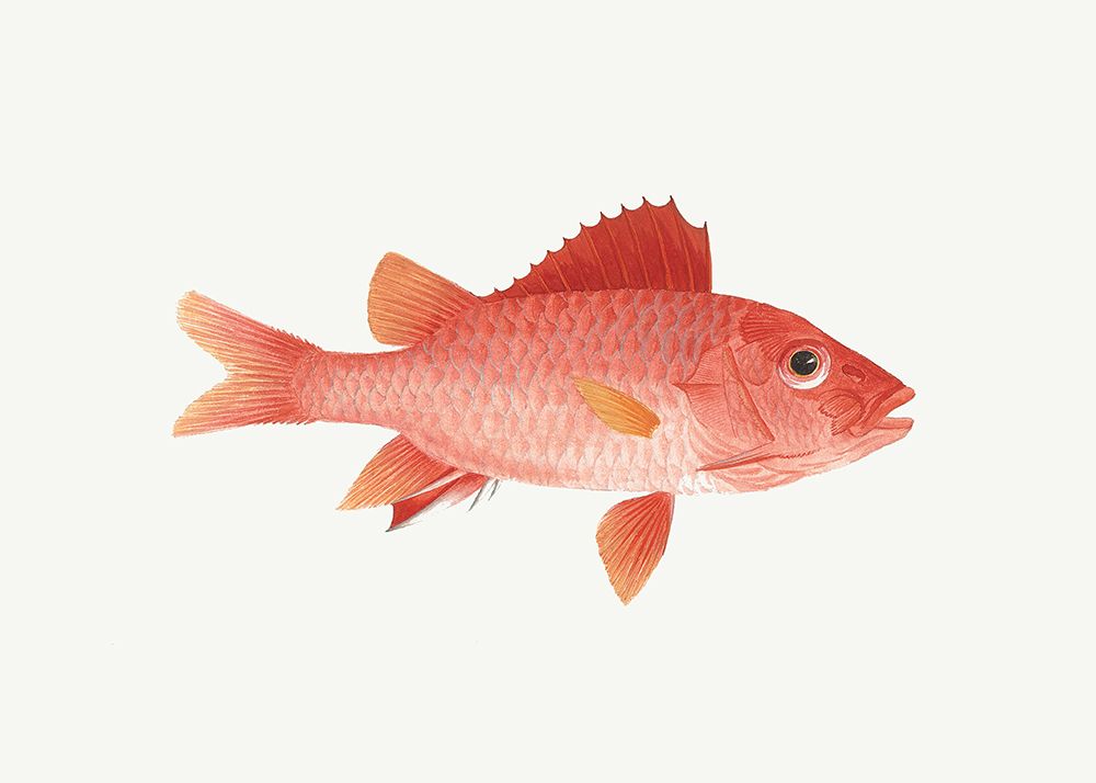 Fish art print by Luigi Balugani for $57.95 CAD