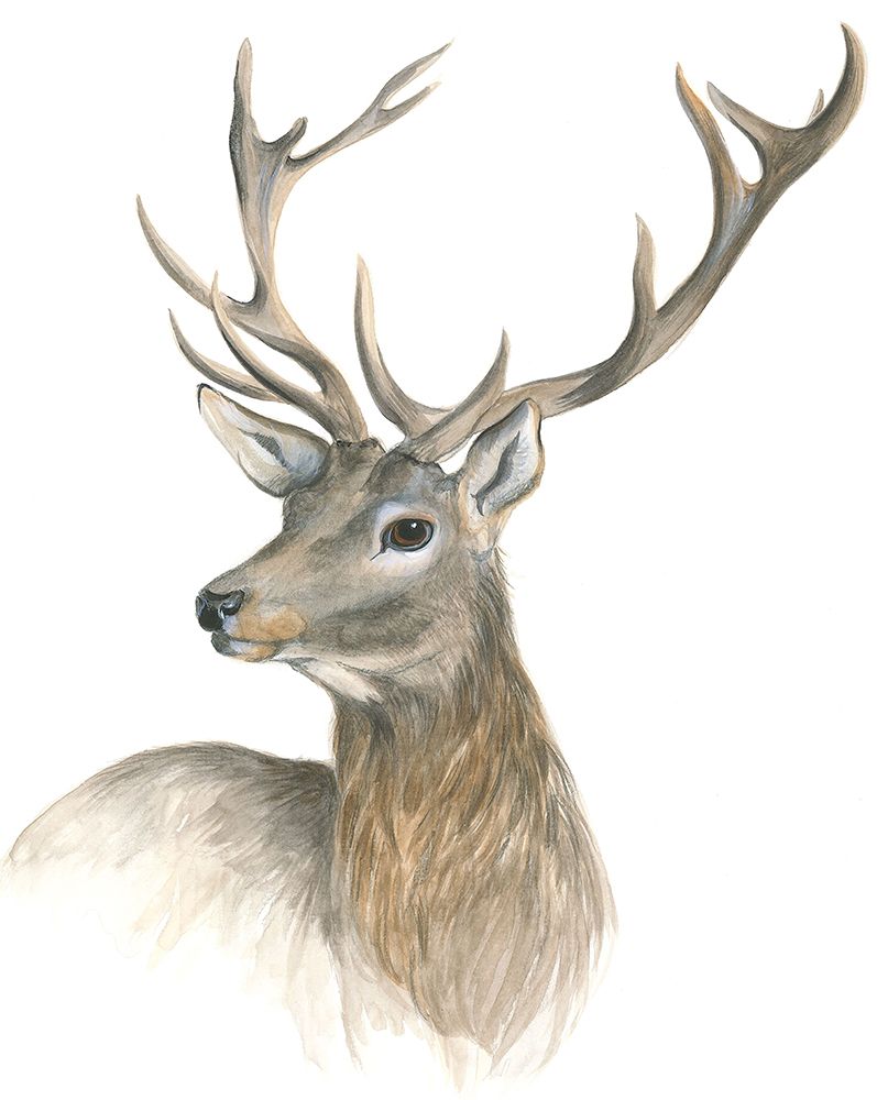 Red Deer Stag art print by Isabelle Brent for $57.95 CAD