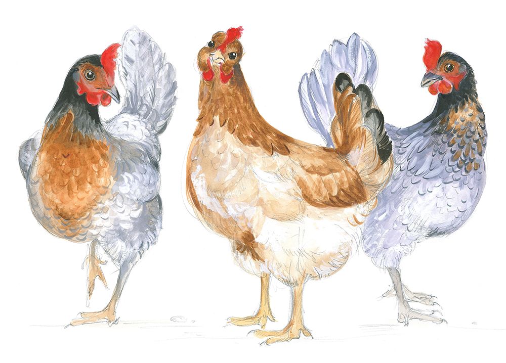 Cackle art print by Isabelle Brent for $57.95 CAD