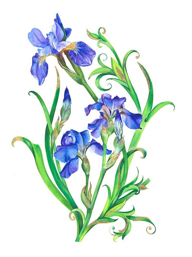 Iris Trio art print by Isabelle Brent for $57.95 CAD