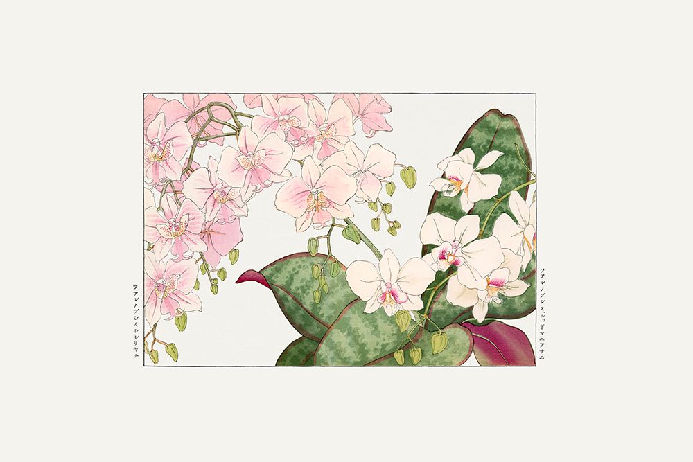 Vintage Orchid Flower art print by Tanigami Konan for $57.95 CAD