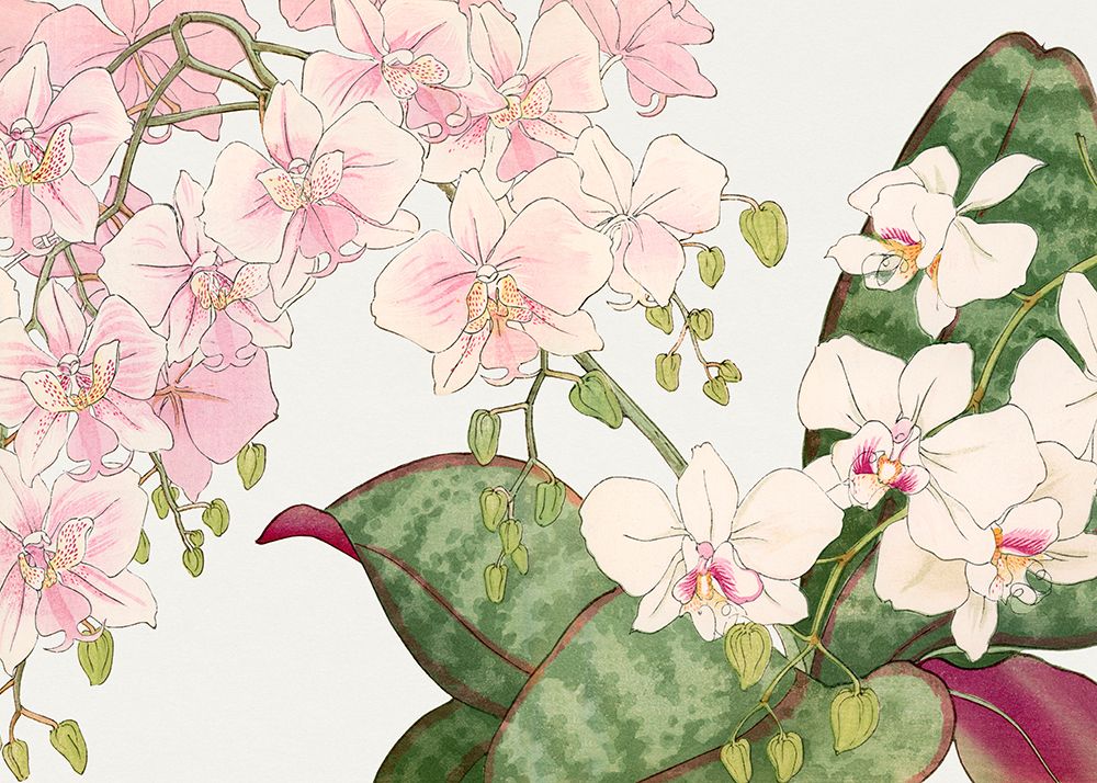 Vintage Orchid Flower No.2 art print by Tanigami Konan for $57.95 CAD