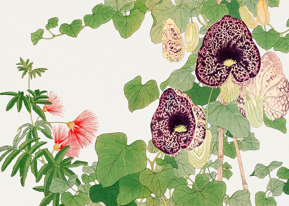 Albizia a Aristolochia Flower No.2 art print by Tanigami Konan for $57.95 CAD