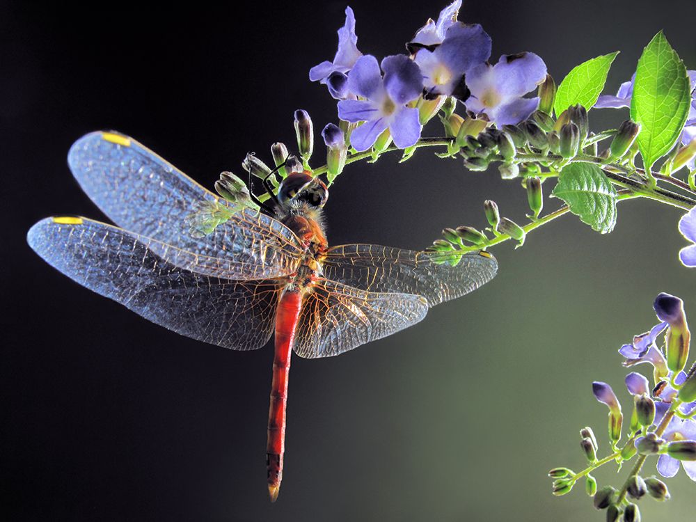 Dragonfly art print by Jimmy Hoffman for $57.95 CAD