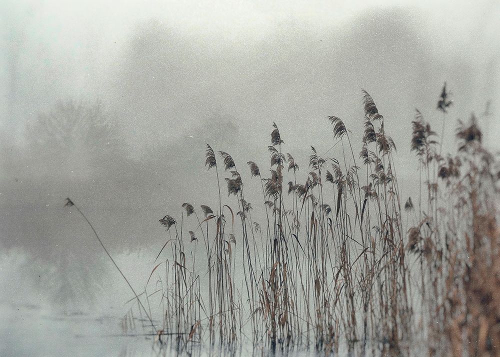 Wet Plate Photography Nature 2 art print by Justyna Jaszke for $57.95 CAD