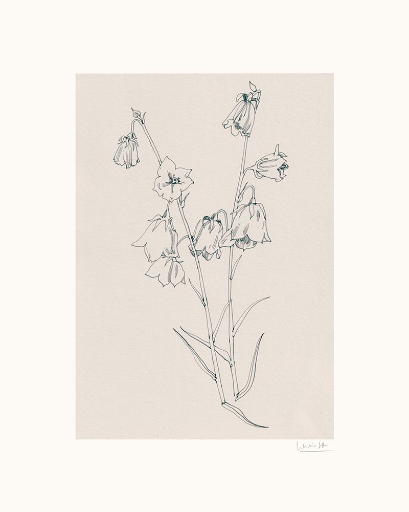Bellflowers ink drawing art print by Catalina Somolinos for $57.95 CAD