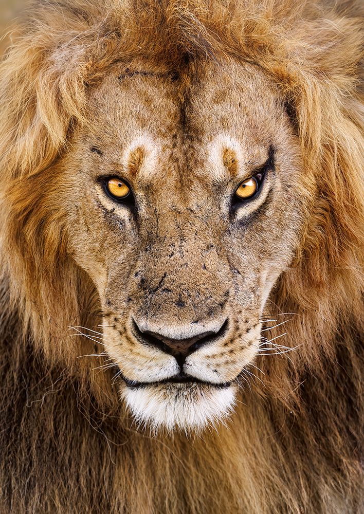 King by Hamad