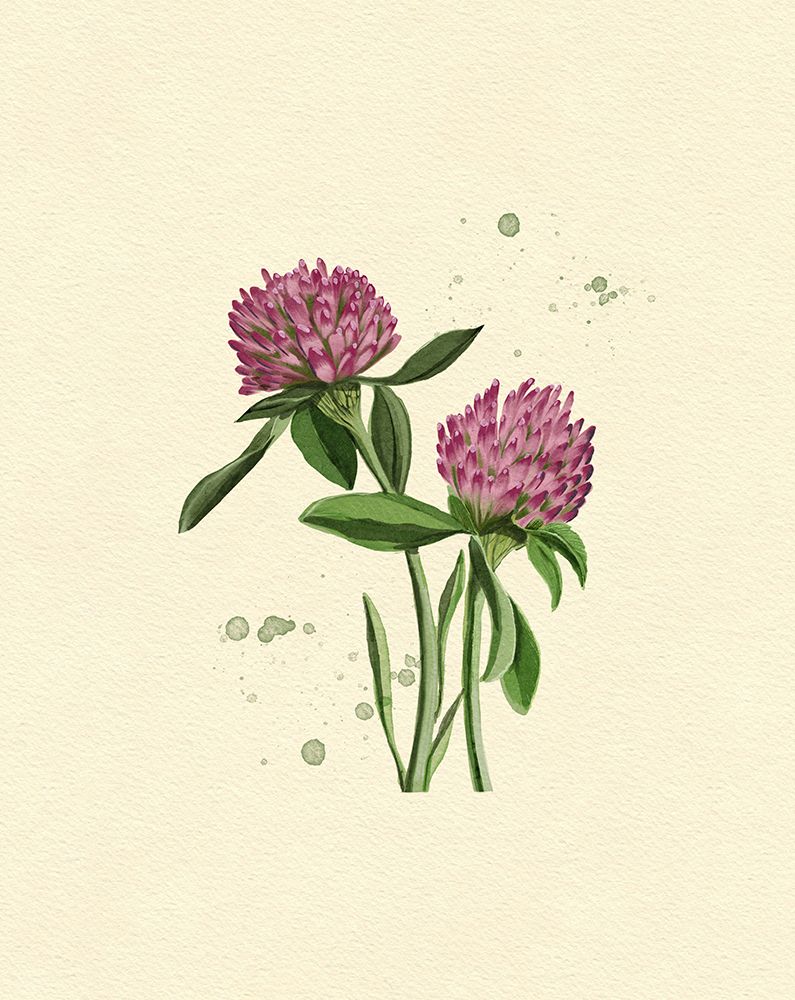 Red Clover art print by Katie O'Shea for $57.95 CAD