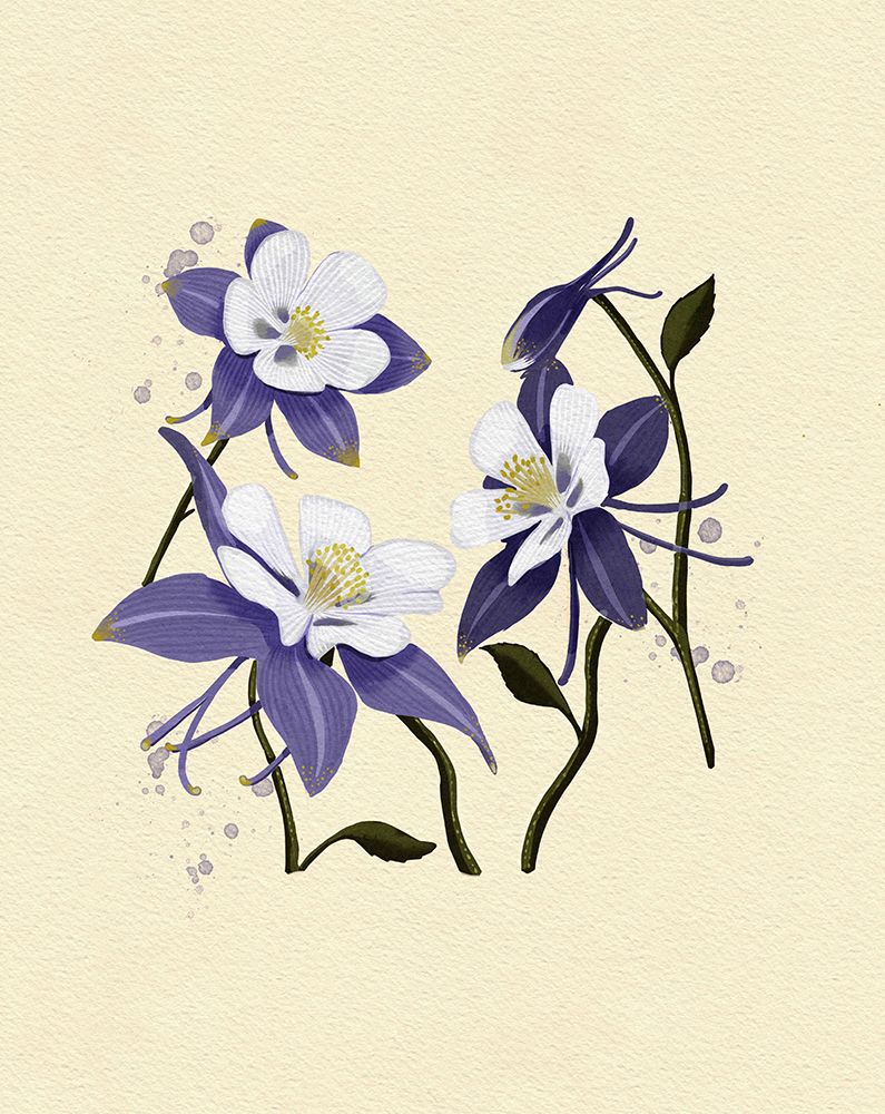 Colorado Columbine Copy art print by Katie O'Shea for $57.95 CAD