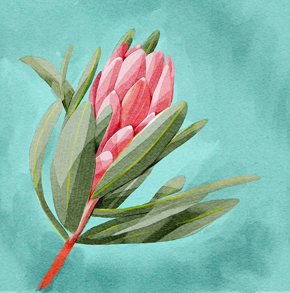 Protea art print by Katie O'Shea for $57.95 CAD
