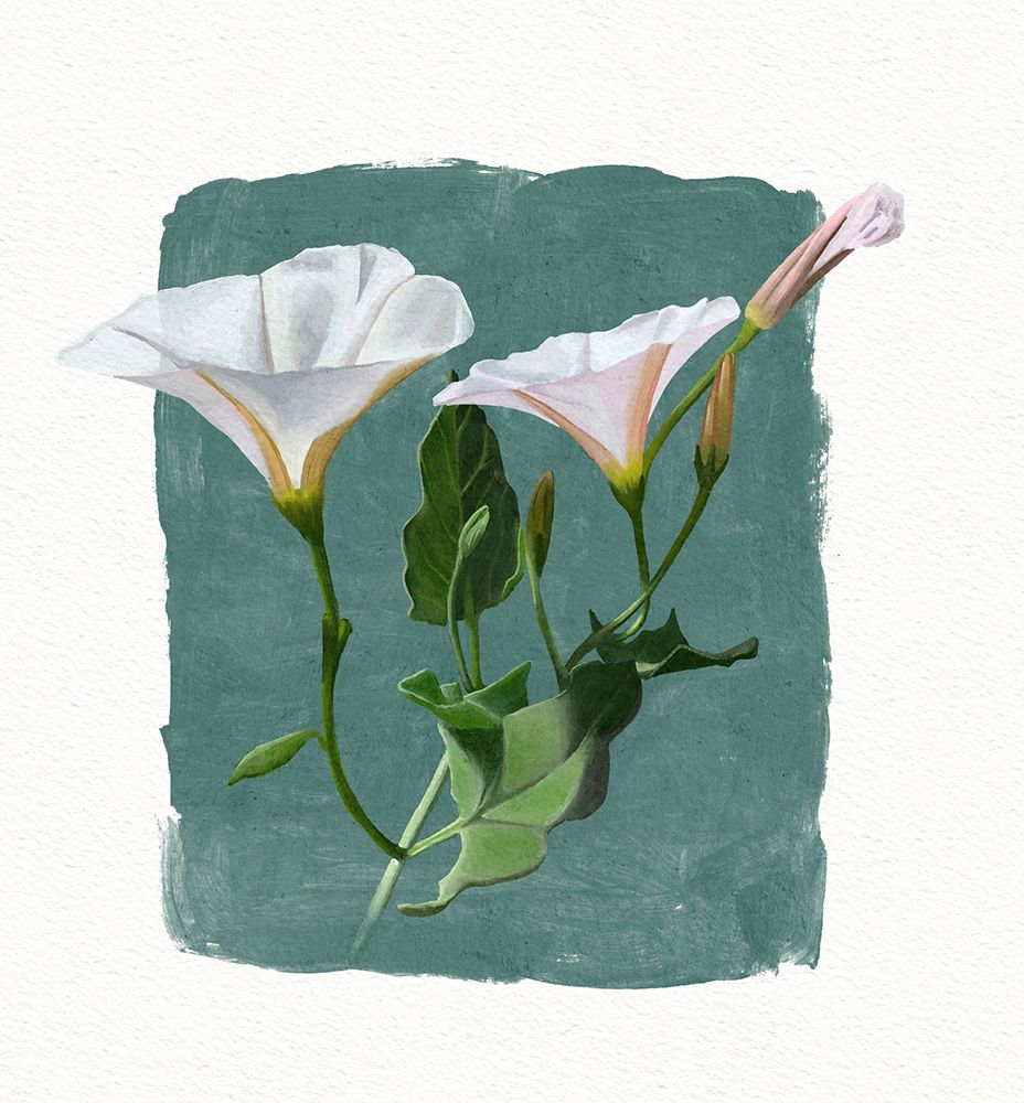 Morning Glory.png art print by Katie O'Shea for $57.95 CAD