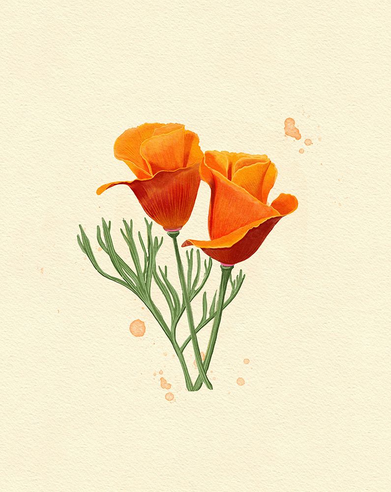 California Poppy art print by Katie O'Shea for $57.95 CAD