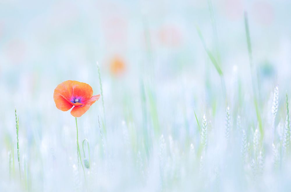 Just a poppy art print by Benjamine Hullot Scalvenzi for $57.95 CAD