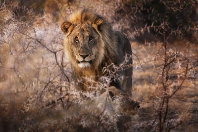 The King by Ricardo Gayan