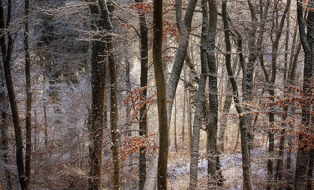 october snow art print by Norbert Maier for $57.95 CAD
