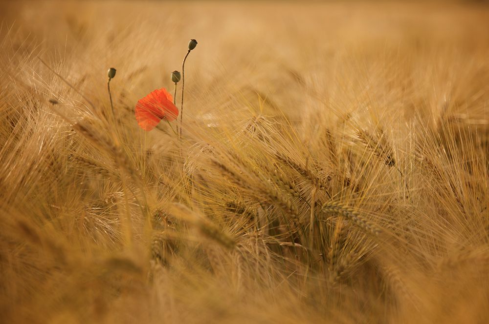 Ephemeral art print by Thierry Draus for $57.95 CAD