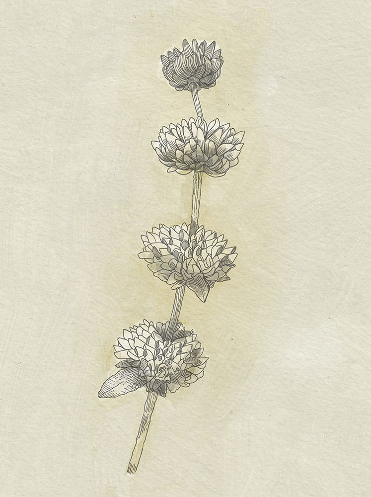 Seed Pods art print by Katie O'Shea for $57.95 CAD
