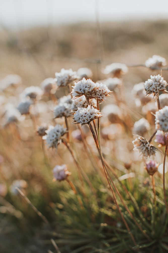 Beach Flora art print by Claudia Casal for $57.95 CAD