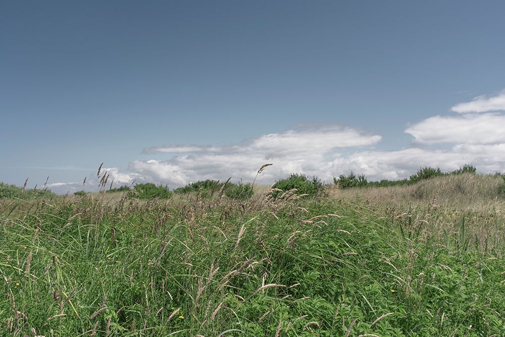 Green Meadow art print by Lynann Colligan for $57.95 CAD