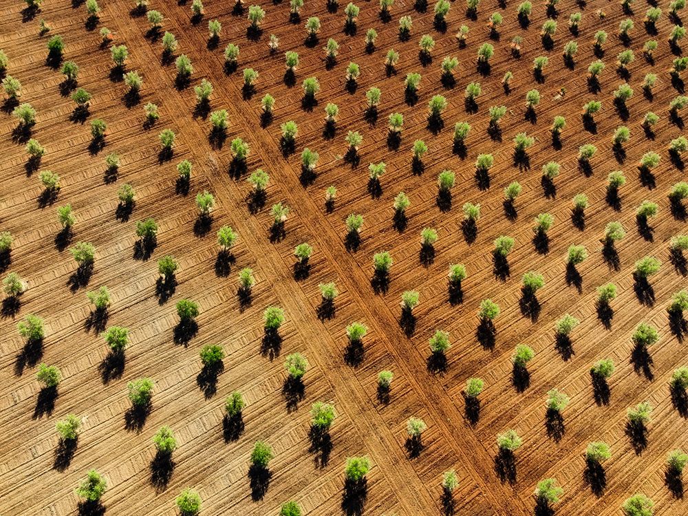 Olive grove art print by Primoz Kozuh for $57.95 CAD