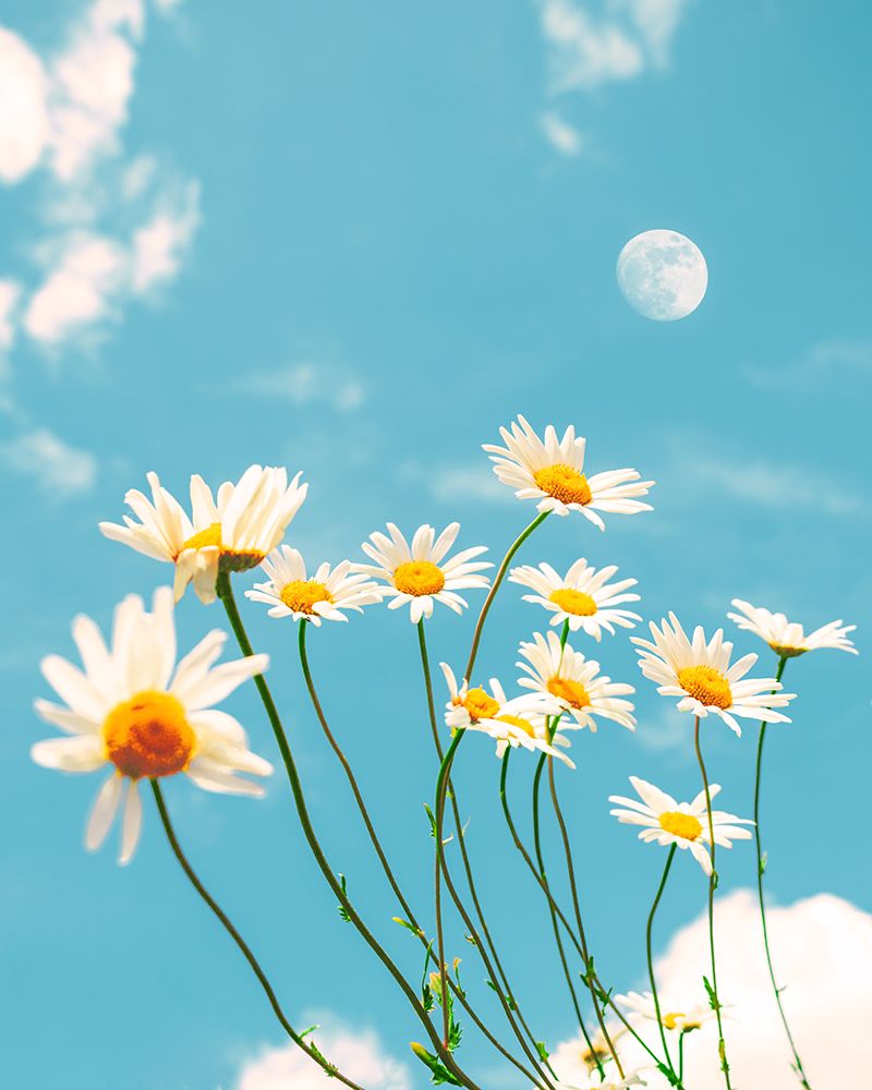 Magical Daisies art print by Gabor Estefan for $57.95 CAD