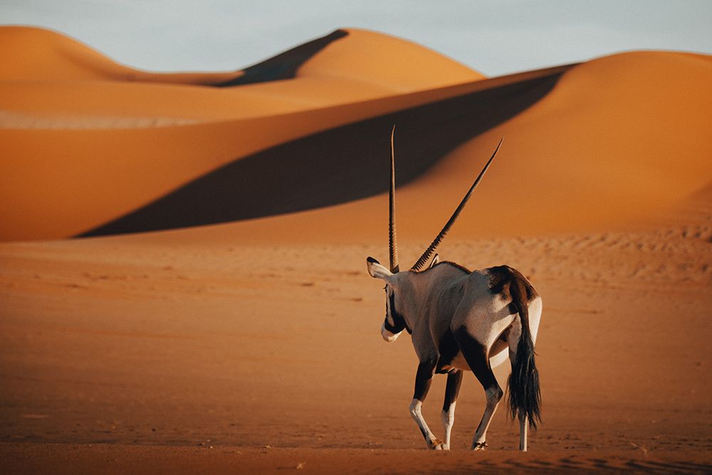 Desert Nomad art print by Nicolas Cao for $57.95 CAD