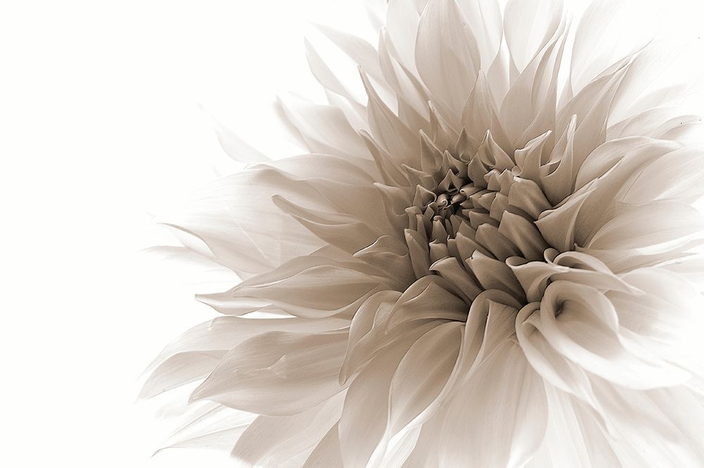 Dignified art print by Priska Wettstein for $57.95 CAD