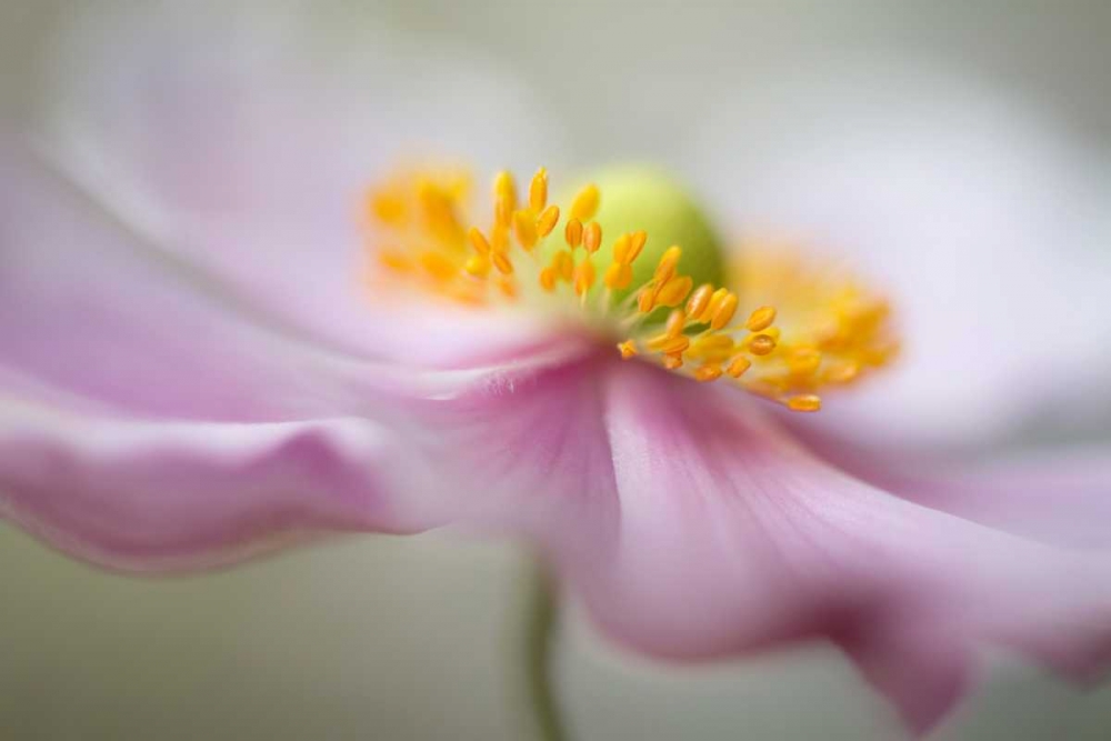 Untitled art print by Mandy Disher for $57.95 CAD