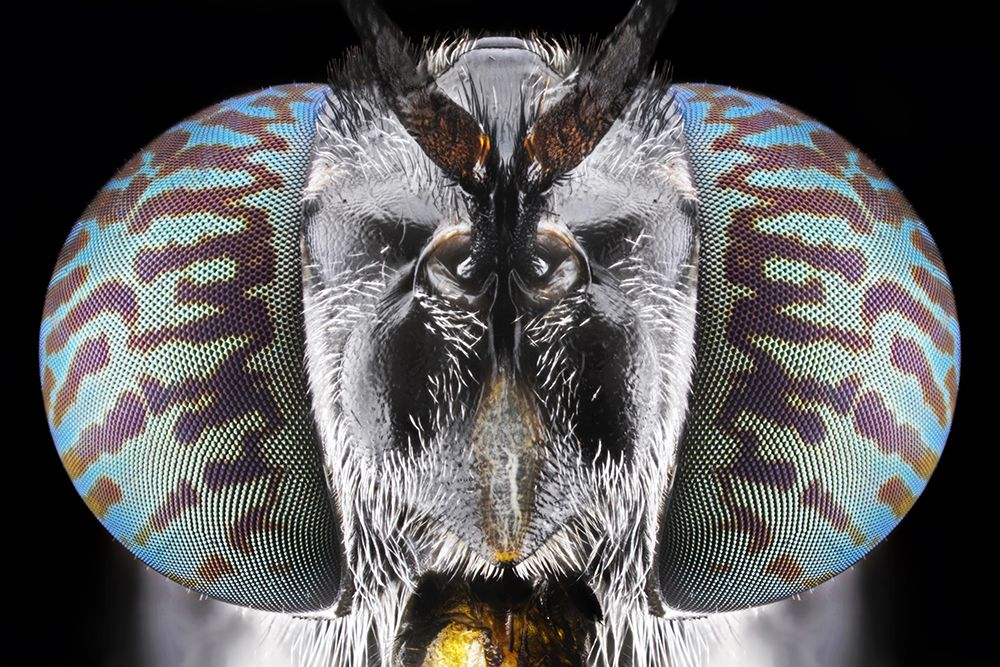 Soldier Fly art print by Donald Jusa for $57.95 CAD
